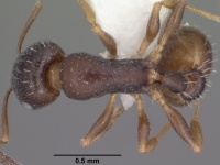 Temnothorax neomexicanus casent0102839 dorsal 1.jpg