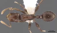 Tetramorium elidisum casent0901231 d 1 high.jpg