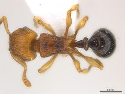 Tetramorium snellingi D casent0217052.jpg