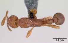 Tyrannomyrmex dux casent0178233 dorsal 1.jpg