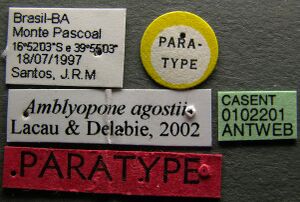 Amblyopone agostii casent0102201 label 1.jpg