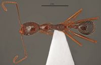 Aphaenogaster charesi lbc-gr01682-hol d 1 high.jpg