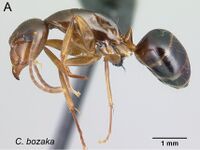 Camponotus bozaka 48a.jpg