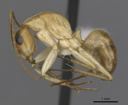 Camponotus gibbinotus casent0280170 p 1 high.jpg
