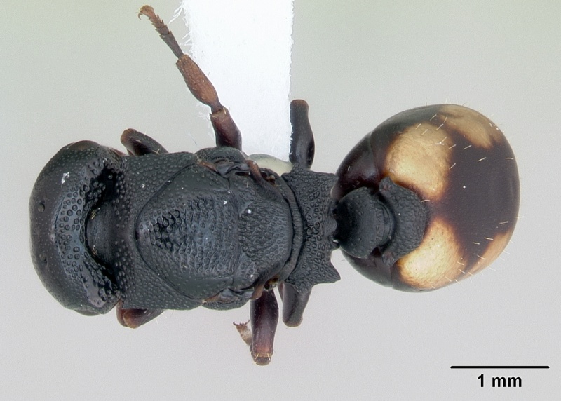 File:Cephalotes minutus casent0173692 dorsal 1.jpg