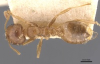 Crematogaster dohrni casent0907503 d 1 high.jpg