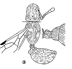 Lithomyrmex-rugosus.jpg