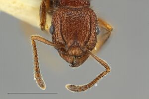 MCZ-ENT00529002 Tetramorium spinosum-hef4.jpg