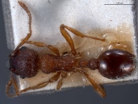 Myrmica curvithorax antweb1008447 d 1 high.jpg