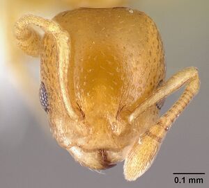 Nesomyrmex punctaticeps casent0418448 h 1 high.jpg