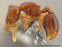 Octostruma ascrobis P casent0611295.jpg