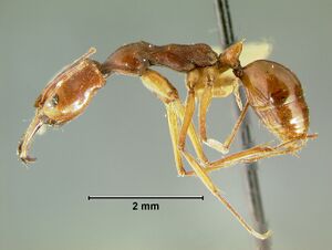 Odontomachus-malignusL1.25.jpg