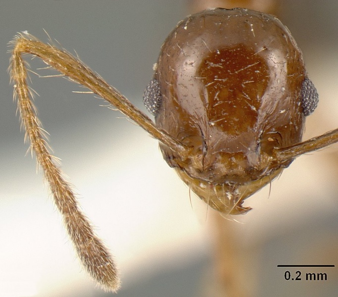 File:Pheidole anima casent0610102 h 1 high.jpg