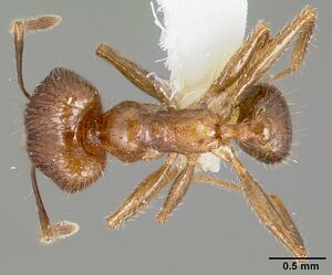 Pheidole fervens casent0005779 dorsal 1.jpg