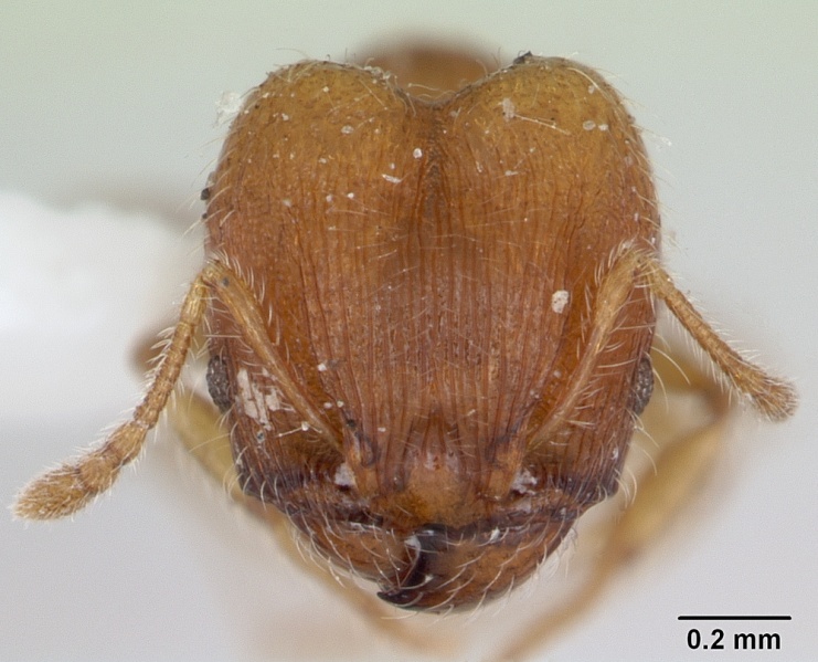 File:Pheidole flavens casent0173263 head 1.jpg