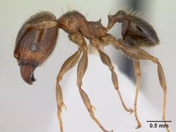 Pheidole megacephala iccdrs0003685 profile 1.jpg