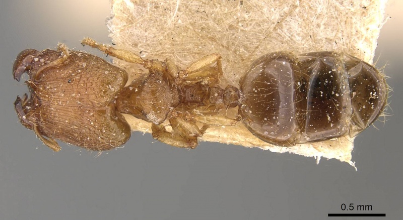 File:Pheidole parva casent0907985 d 1 high.jpg