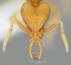 Strumigenys odacon casent0005617 head 1.jpg