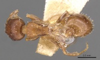 Temnothorax flavispinus casent0909029 d 1 high.jpg