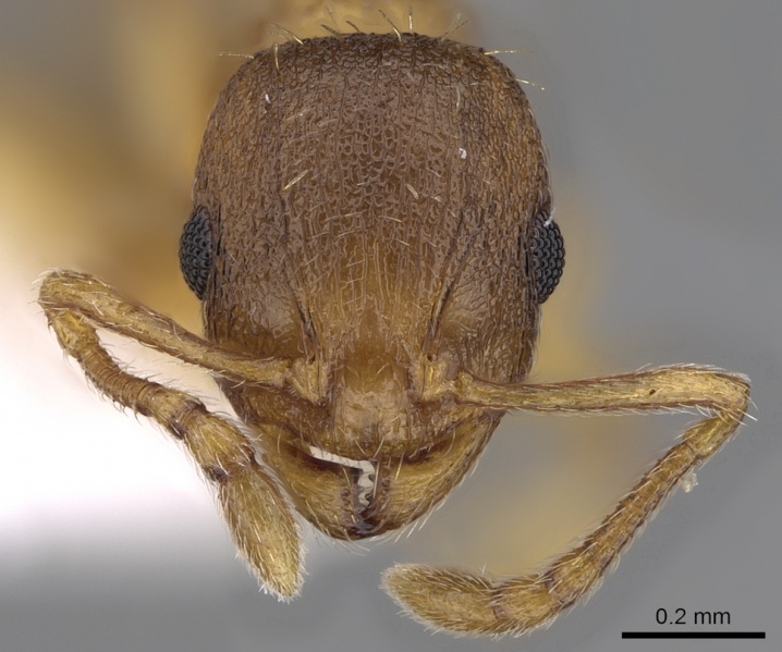 File:Temnothorax lichtensteini casent0906005 h 1 high.jpg