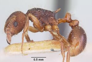 Tetramorium steinheili casent0101258 profile 1.jpg