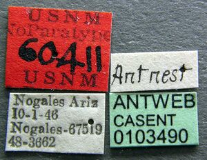 Trachymyrmex nogalensis casent0103490 label 1.jpg