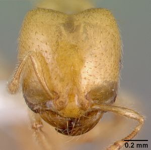 Tranopelta gilva casent0010793 head 1.jpg