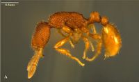 Tyrannomyrmex alii p.jpg