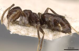 Brachymyrmex degener usnment00757163 p 1 high.jpg