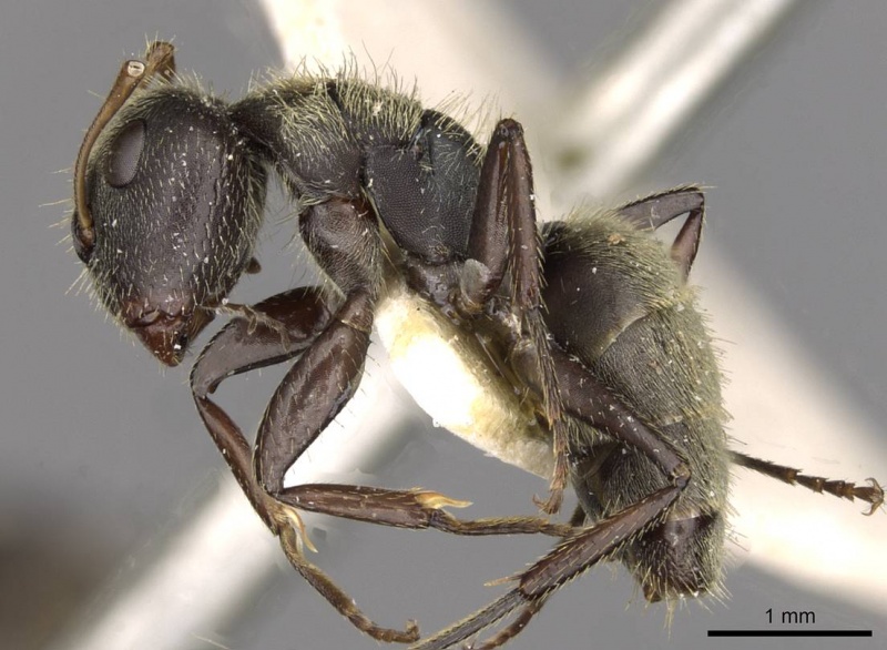 File:Camponotus peperi casent0910705 p 1 high.jpg