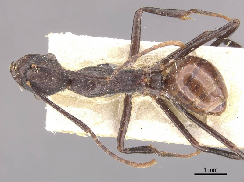 File:Camponotus traili casent0910755 d 1 high.jpg