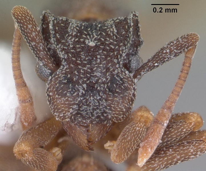 File:Cyphomyrmex rimosus casent0103846 head 1.jpg