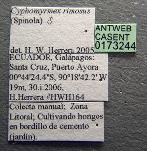 Cyphomyrmex rimosus casent0173244 label 1.jpg