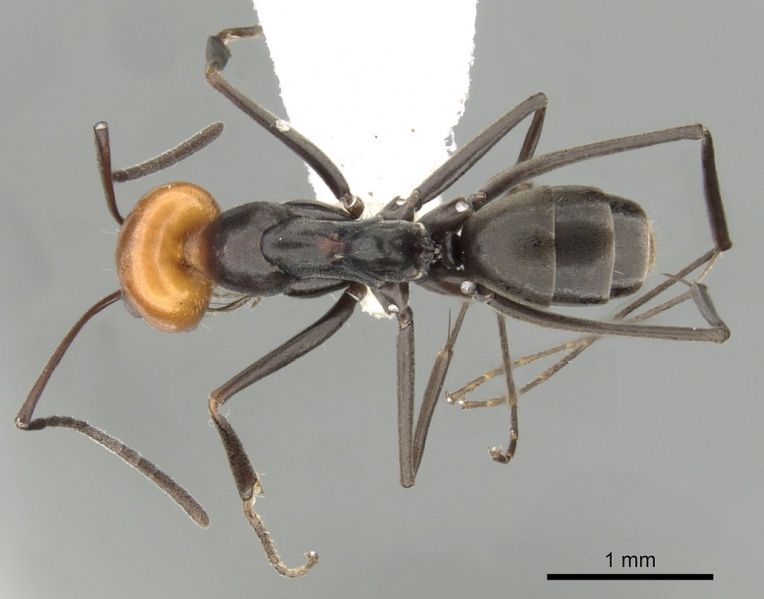 File:Dorymyrmex goetschi casent0249682 d 1 high.jpg