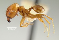 MCZ-ENT00020661 Pheidole lighti hal.jpg