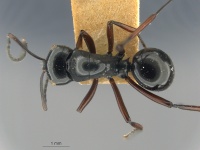 MCZ-ENT 001 Polyrhachis-yorkana had.jpg