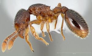 Myrmecina americana casent0005696 profile 1.jpg