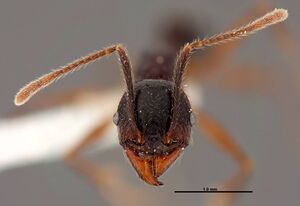 Pheidole eowilsoni jtlc000007157 h 1 high.jpg