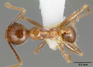 Pheidole fervens casent0005780 dorsal 1.jpg