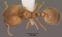 Pheidole micula casent0102882 dorsal 1.jpg