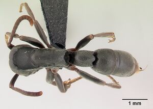 Platythyrea mocquerysi casent0146723 dorsal 1.jpg