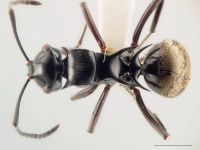 Polyrhachis barretti top AntWiki.jpg