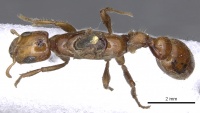 Pseudomyrmex concolor casent0902882 d 1 high.jpg