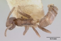 Tapinoma luridum longiceps casent0178239 dorsal 1.jpg