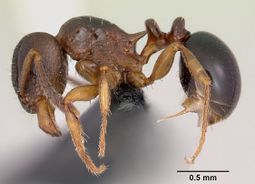 Tetramorium humbloti casent0059691 profile 1.jpg