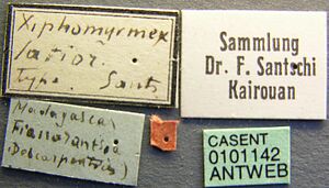 Tetramorium sikorae casent0101142 label 1.jpg