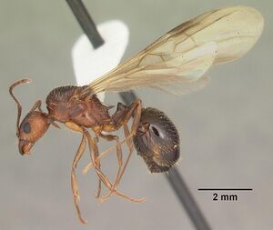 Aphaenogaster carolinensis casent0103572 profile 2.jpg