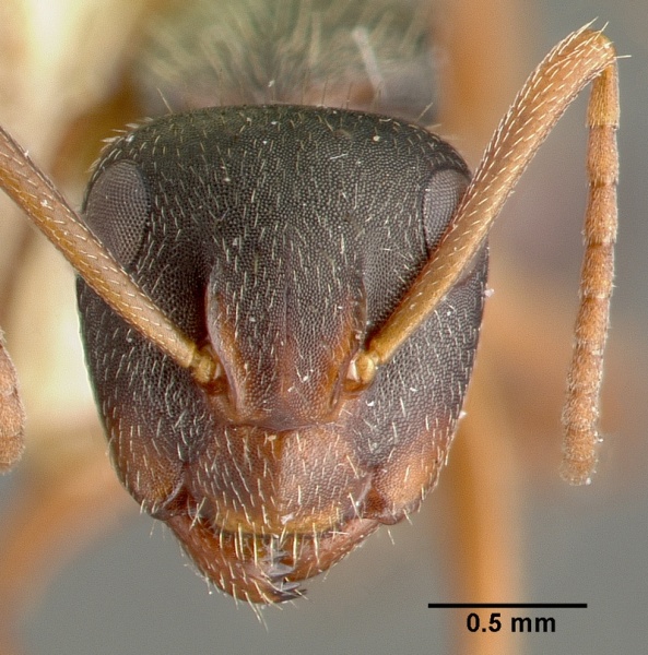 File:Camponotus planus castype00456-01 head 1.jpg