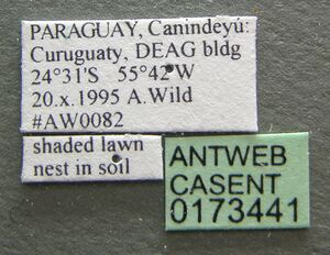 Camponotus renggeri casent0173441 label 1.jpg