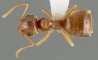 Lasius pallitarsis casent0005405 dorsal 1.jpg